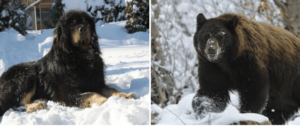  Gaddi Kutta - Perro como un oso