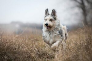  Pikardský ovčiarsky pes - Najnovšie plemena psov