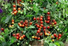 Ako pestovať paradajky