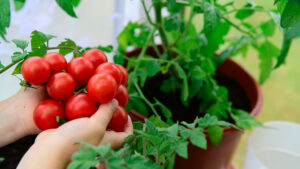 Jak uprawiać pomidory w domu