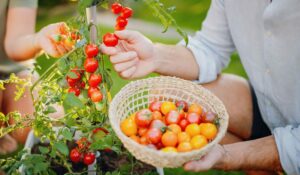 Jak uprawiać pomidory z nasion