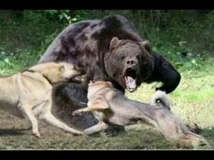 Kangal vs medvěd Psi na medvědech