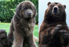 Pes ako medveď - 7 plemien vyzerajúcich ako medveď