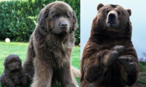 Perro como un oso - 7 razas que se parecen a un oso