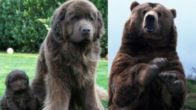 Pes ako medveď - 7 plemien vyzerajúcich ako medveď