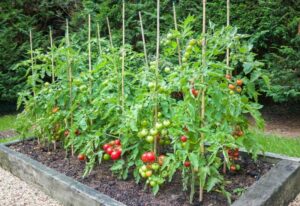 Plagas y enfermedades del cultivo del tomate
