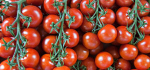 Preparación y cocción de los tomates