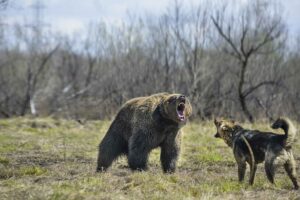 Psy na niedźwiedzie - 10 ras, które ochronią Cię przed niedźwiedziami