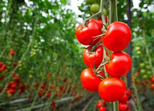 Porady dotyczące zakupu pomidorów - Jak uprawiać pomidory