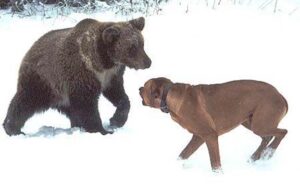 Rhodéský ridgeback vs. medvědí psi na medvědech