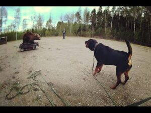 Rotvajler vs. medvěd Psi na medvědech