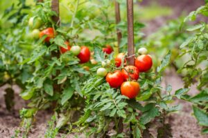 Grandes variedades de tomates para cultivar Cómo cultivar tomates
