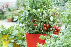 Starostlivosť o kordónové a kríčkové paradajky