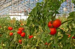 Plantar tomates en el invernadero