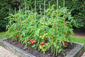 Výsadba rajčat venku