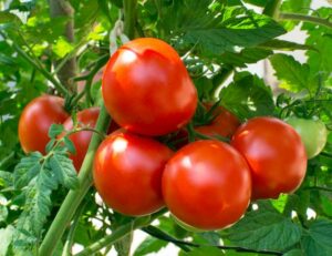 "

 

Nanešťastie je len málo druhov zeleniny, ktoré sú náchylné na viac problémov ako paradajky. Trik pri pestovaní paradajok vynikajúcej chuti spočíva vo výbere najlepších odrôd, správnom začiatku pestovania a kontrole problémov skôr, ako sa vyskytnú. Pestovanie paradajok. Začnite tu s niekoľkými osvedčenými tipmi na pestovanie paradajok, ktoré vám tento rok zabezpečia právo na chválu.

 


<h2></noscript><span class=