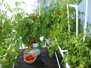 Pellizcar y podar para obtener más tomates