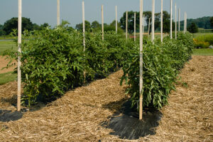  Zapněte ventilátor  - Pěstování rajčat