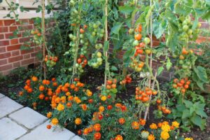 Ściółkowanie pomidorów po ociepleniu gleby - Uprawa pomidorów