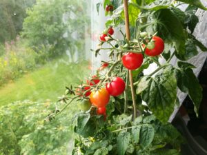 Quitar las hojas inferiores - Cultivar tomates