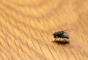 Jak odstraszyć muchy z werandy