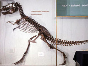Albertosaurus libratus