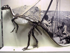 Camptosaurus dispar - Gatunki dinozaurów.
