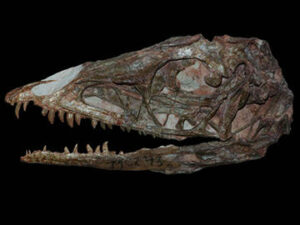 Coleophysis bauri - Druhy dinosaurov