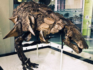 Edmontonia rugosidens - Druhy dinosaurov