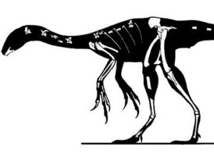 Microvenator celer - Druhy dinosaurov
