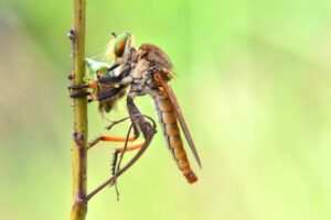 Muchárkovce - Insectos beneficiosos en el jardín