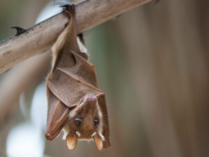 Murciélagos - ¿Qué animales hibernan en invierno?