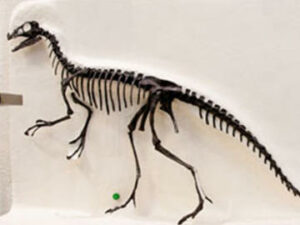 Ornitholestes hermanni - Druhy dinosaurov