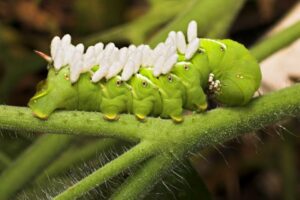 Avispa parasitoide - Insectos beneficiosos en el jardín