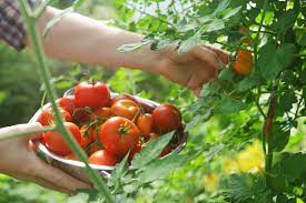 Pestovanie paradajok