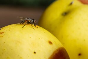 Prevence napadení mouchami  - Jak se zbavit much
