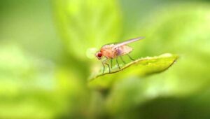 Naturalne przynęty do pułapek - Jak pozbyć się much