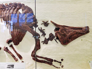 Saurolophus osborni - Druhy dinosaurov