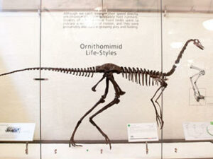 Struthiomimus altus - gatunki dinozaurów