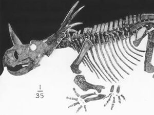 Styracosaurus albertensis - Druhy dinosaurov