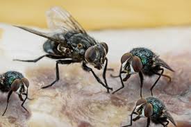 ¿Son perjudiciales las moscas domésticas?