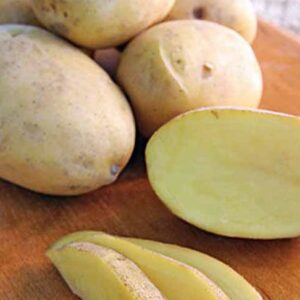 1. Daisy Gold - Najlepsze odmiany ziemniaków