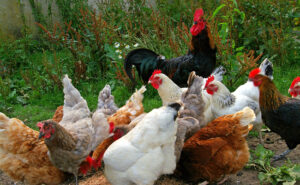  Coccidiosis - Las enfermedades más comunes de las gallinas