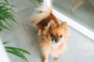   Vzrušení - Proč se pes třese