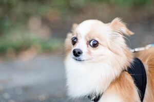 Vyhledávání pozornosti - Proč se pes třese