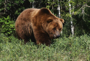 Medveď grizly - Najsilnejšie zviera na svete