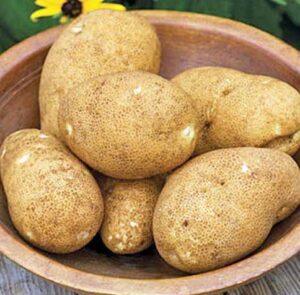 5. Rio Grande Russet - Nejlepší odrůdy brambor