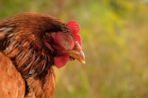 6 Problemas sanitarios comunes de las gallinas