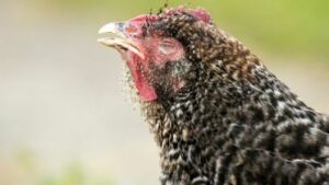 Salmonelosis - Las enfermedades más comunes de las gallinas