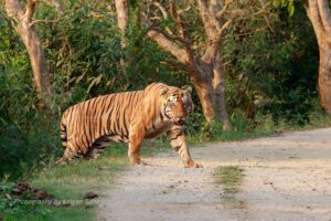 Tigre - El animal más fuerte del mundo